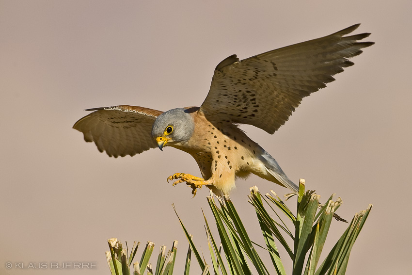 Lesser Kestrel_KBJ7431.jpg - Lesser Kestrel male - Eilat